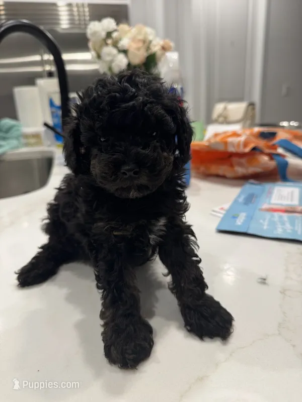 Riley  – Poodle - Toy  puppy for sale in San Tan Valley, AZ