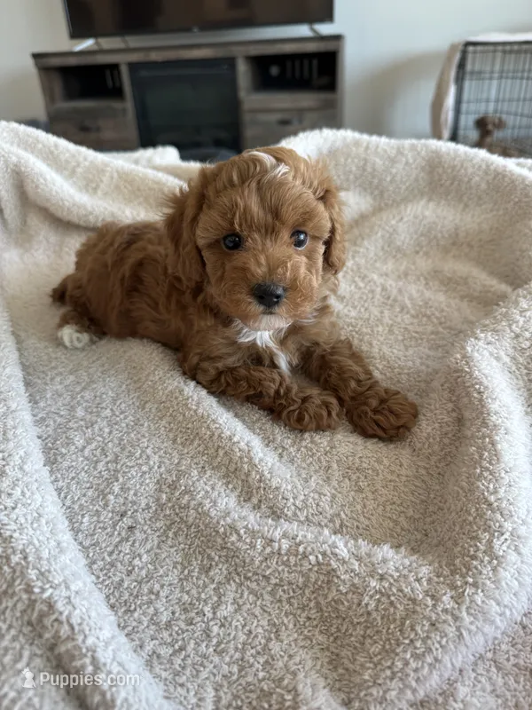 Jax – Poodle - Toy  puppy for sale in San Tan Valley, AZ