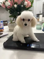 Timmy, a male Poodle - Toy  for sale in San Tan Valley, AZ – 3 of 4