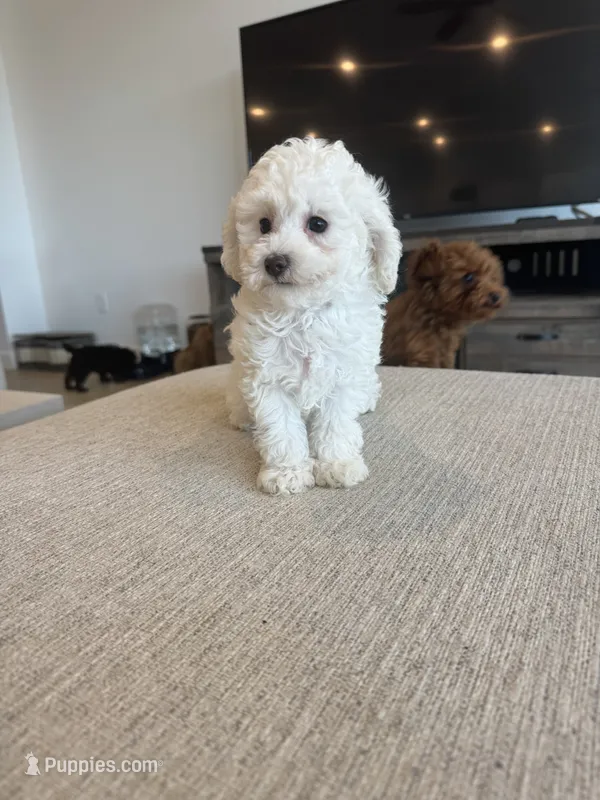Elsa – Poodle - Toy , Poodle - Miniature  puppy for sale in San Tan Valley, AZ