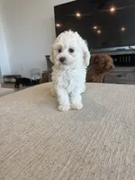 Elsa, a female Poodle - Toy  and Poodle - Miniature  for sale in San Tan Valley, AZ – 1 of 3