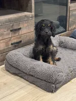 Reba , a female Cavapoo and Cavalier King Charles Spaniel for sale in San Tan Valley, AZ – 4 of 5