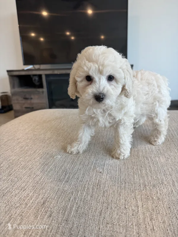 Ivy  – Poodle - Toy , Poodle - Miniature  puppy for sale in San Tan Valley, AZ