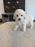 Ivy , a female Poodle - Toy  and Poodle - Miniature  for sale in San Tan Valley, AZ – 1 of 1