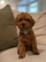 Baxter , a male Poodle - Toy  for sale in San Tan Valley, AZ – 3 of 3