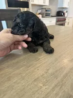 Rufus, a male Poodle - Miniature  for sale in San Tan Valley, AZ – Photo 5 of 6