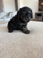 Rufus, a male Poodle - Miniature  for sale in San Tan Valley, AZ – Photo 2 of 6