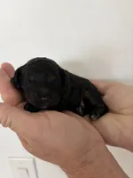 Monte, a male Poodle - Miniature  for sale in San Tan Valley, AZ – Photo 2 of 3