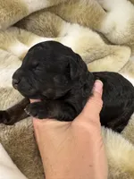 Monte, a male Poodle - Miniature  for sale in San Tan Valley, AZ – Photo 3 of 3