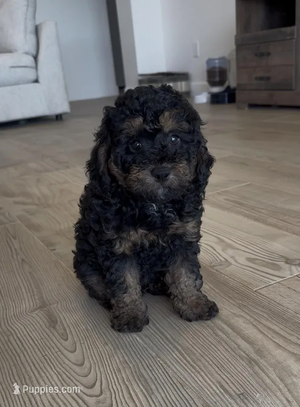 Rufus – Poodle - Miniature  puppy for sale in San Tan Valley, AZ