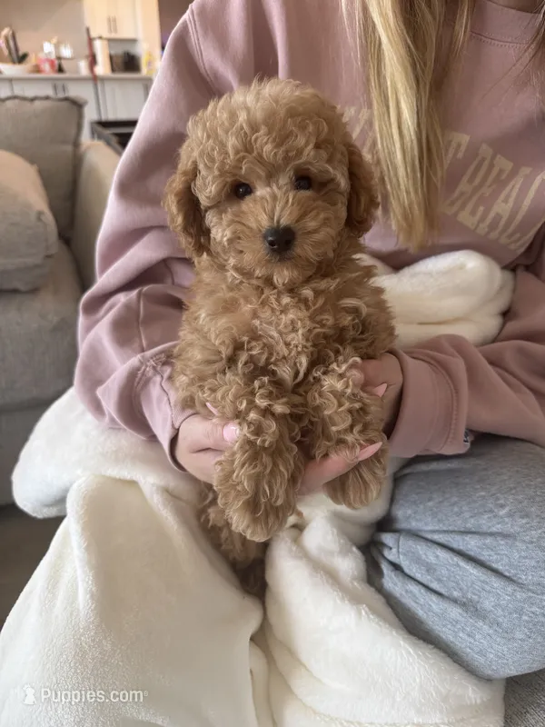 Georgie – Poodle - Miniature  puppy for sale in San Tan Valley, AZ