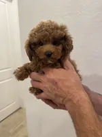 Billy, a male Poodle - Toy  for sale in San Tan Valley, AZ – 2 of 9