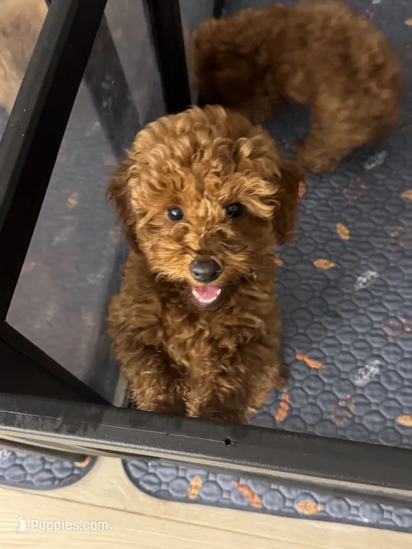 Charlie  – Poodle - Miniature  puppy for sale in San Tan Valley, AZ