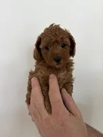 Odin, a male Poodle - Toy  for sale in San Tan Valley, AZ – Photo 1 of 4