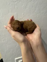 Odin, a male Poodle - Toy  for sale in San Tan Valley, AZ – Photo 3 of 4