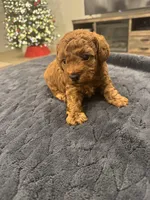 Odin, a male Poodle - Toy  for sale in San Tan Valley, AZ – Photo 4 of 4