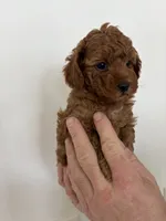 Odin, a male Poodle - Toy  for sale in San Tan Valley, AZ – Photo 2 of 4