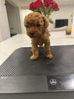 Hazel, a female Poodle - Toy  for sale in San Tan Valley, AZ – 5 of 5