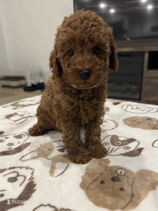 Charlie  – Poodle - Miniature  puppy for sale in San Tan Valley, AZ