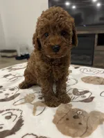 Charlie , a male Poodle - Miniature  for sale in San Tan Valley, AZ – 1 of 1
