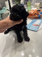 Riley , a male Poodle - Toy  for sale in San Tan Valley, AZ – 2 of 2
