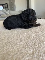 Elsie, a female Cavapoo for sale in San Tan Valley, AZ – Photo 2 of 2