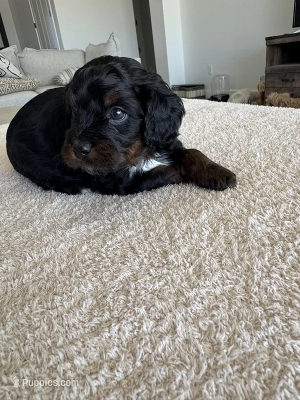 Elsie – Cavapoo puppy for sale in San Tan Valley, AZ