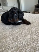 Elsie, a female Cavapoo for sale in San Tan Valley, AZ – Photo 1 of 2