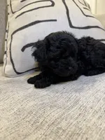 Pixie, a female Poodle - Miniature  for sale in San Tan Valley, AZ – Photo 2 of 4