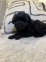 Pixie, a female Poodle - Miniature  for sale in San Tan Valley, AZ – Photo 1 of 4