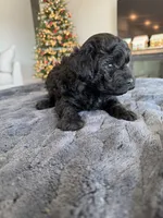 Pixie, a female Poodle - Miniature  for sale in San Tan Valley, AZ – Photo 4 of 4