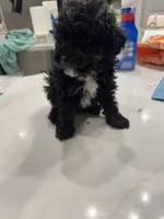 Onyx , a male Poodle - Toy  for sale in San Tan Valley, AZ – 2 of 2