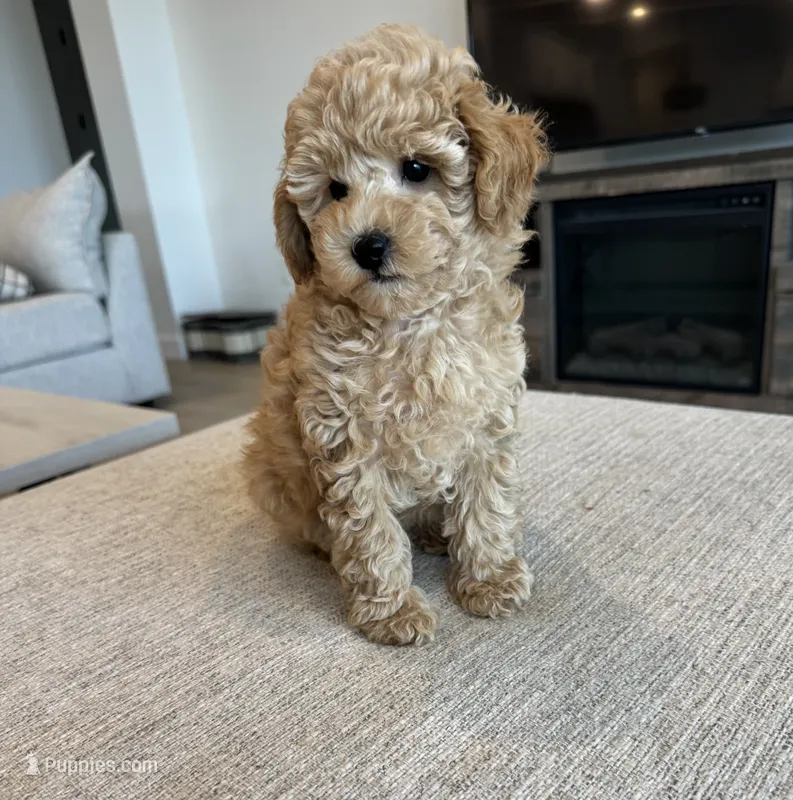Honey – Poodle - Miniature  puppy for sale in San Tan Valley, AZ