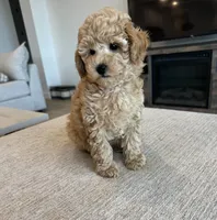 Honey, a female Poodle - Miniature  for sale in San Tan Valley, AZ – 1 of 1
