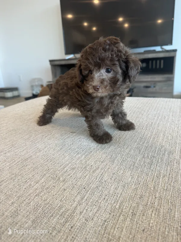 Dorie – Poodle - Toy  puppy for sale in San Tan Valley, AZ