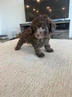 Dorie, a female Poodle - Toy  for sale in San Tan Valley, AZ – 1 of 1