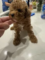Oso, a male Poodle - Toy  for sale in San Tan Valley, AZ – 2 of 2