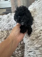 Eddie, a male Poodle - Toy  for sale in San Tan Valley, AZ – 4 of 5