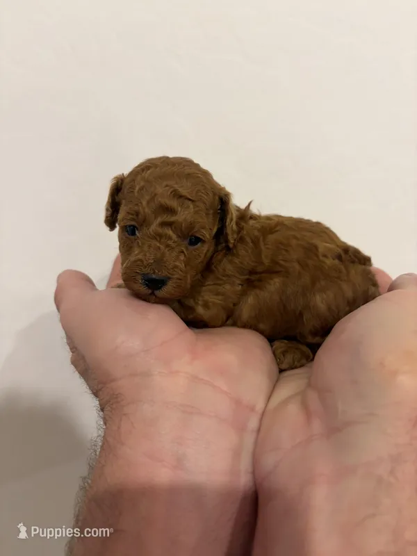 Teddy – Poodle - Toy  puppy for sale in San Tan Valley, AZ