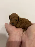 Teddy, a male Poodle - Toy  for sale in San Tan Valley, AZ – 1 of 1