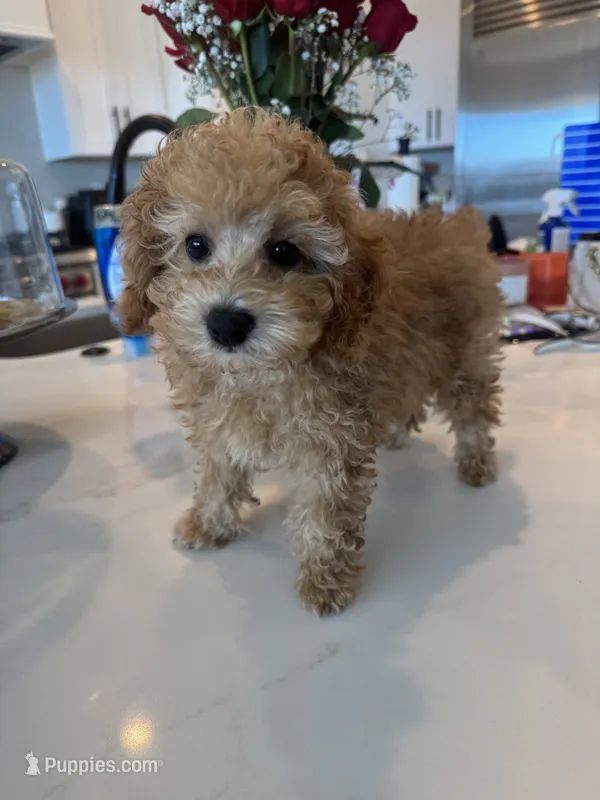 Oliver  – Poodle - Toy , Poodle - Miniature  puppy for sale in San Tan Valley, AZ