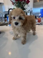 Oliver , a male Poodle - Toy  and Poodle - Miniature  for sale in San Tan Valley, AZ – 1 of 2