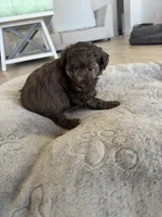 Mocha, a female Poodle - Toy  and Poodle - Miniature  for sale in San Tan Valley, AZ – 3 of 4