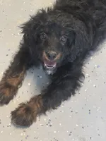 Rocky , a male Cavapoo and Cavalier King Charles Spaniel for sale in San Tan Valley, AZ – 2 of 3