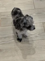 Skye, a female Poodle - Toy  for sale in San Tan Valley, AZ – 4 of 5