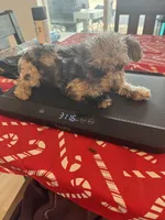 Skye, a female Poodle - Toy  for sale in San Tan Valley, AZ – 5 of 5