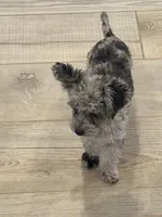 Skye, a female Poodle - Toy  for sale in San Tan Valley, AZ – 2 of 5