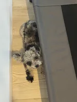 Skye, a female Poodle - Toy  for sale in San Tan Valley, AZ – 3 of 5