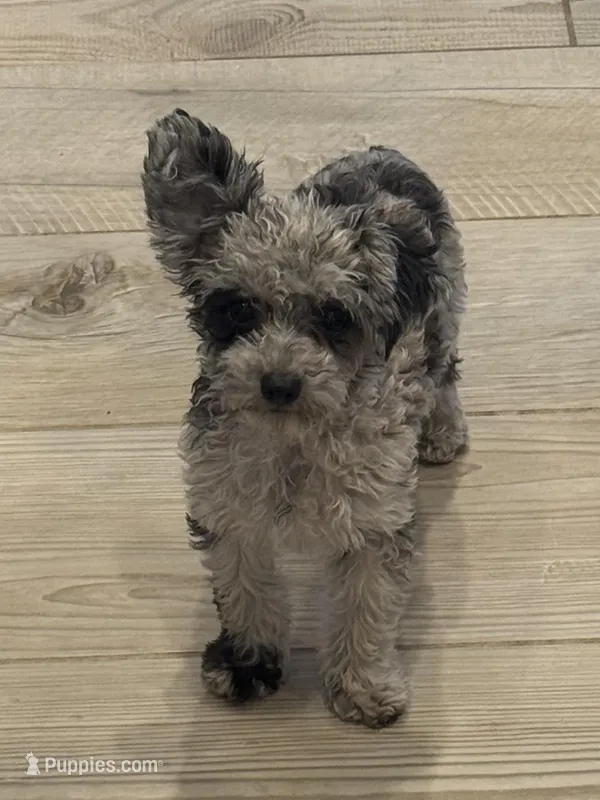 Skye – Poodle - Toy  puppy for sale in San Tan Valley, AZ