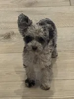 Skye, a female Poodle - Toy  for sale in San Tan Valley, AZ – 1 of 5